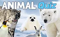 Jogo, Quiz dos Animais