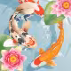 Koi Fish Pond - Idle Merge Game